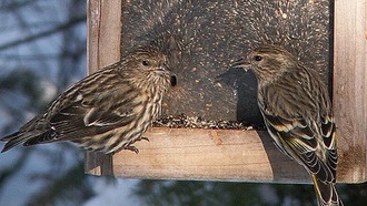 Учёные создали инструмент для прогнозирования вспышек сальмонеллёза у певчих птиц
