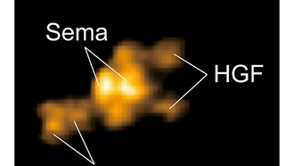 Учёные раскрыли новый механизм активации рецептора Met, важного для регенерации и рака