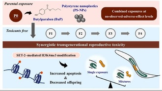 Безопасные по отдельности химикаты становятся токсичными в комбинации, вызывая наследственные нарушения