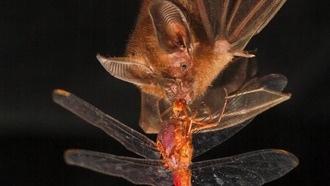 Учёные объяснили, как летучие мыши находят добычу на листьях с помощью эхолокации