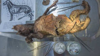 Геном шерстистого носорога извлечён из желудка ледникового волка