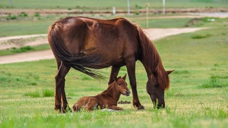 Продолжительная материнская забота у лошадей формирует лучший мозг и социальные навыки