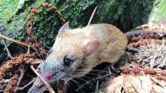Мыши выбирают между здоровыми и повреждёнными каштанами, рискуя быть съеденными