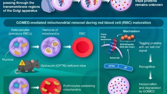 Учёные раскрыли механизм выборочной утилизации белков в клетках