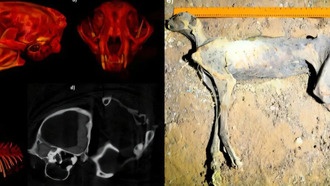 Обнаружение мумифицированных гепардов даёт надежду на возвращение вида в Аравию