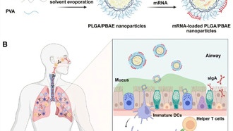 Новые наноносители улучшают доставку мРНК-вакцин в лёгкие