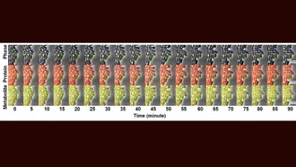 Учёные нашли источник «лени» микробов и научились повышать их продуктивность