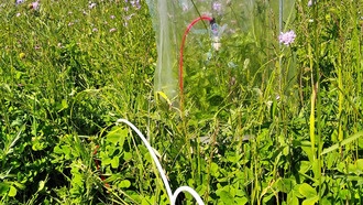 Ученые выяснили, как биоразнообразие влияет на химическую коммуникацию растений