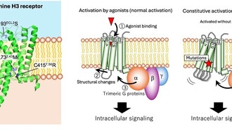 Мутации, вызывающие спонтанную активацию рецептора мозга, связаны с его нестабильностью