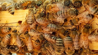 Повышение температуры меняет поведение медоносных пчел, но не влияет на местные виды