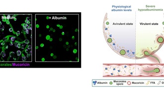 Белок альбумин защищает от смертельно опасных грибковых инфекций