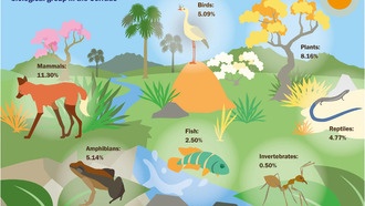 Более 55% растительности бразильской саванны Серрадо уже уничтожено