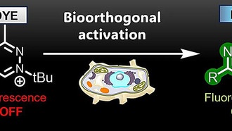 Новые флуоресцентные метки обеспечивают более чёткую визуализацию процессов в живых клетках