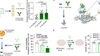 Бактерия Mycoplasma pneumoniae крадет холестерин у человека для выживания