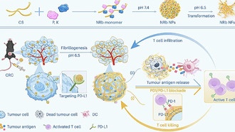 Китайские исследователи разработали наноробота для улучшения иммунотерапии рака толстой кишки