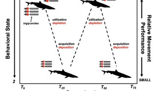 Энергетические запасы акулы определяют дальность её путешествий, показало исследование
