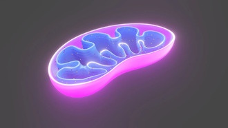 Новые структурные данные раскрывают механизм сборки дыхательных цепей человека