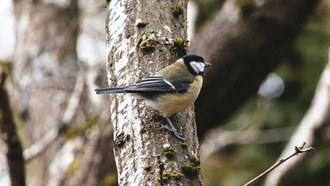Исследование: местные деревья помогают птицам выводить больше птенцов