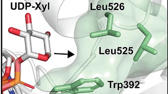 Ученые впервые научились отслеживать ключевые клеточные «посланники» — протеогликаны