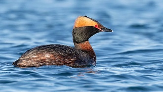 Плавающие солнечные панели и птицы могут сосуществовать при правильном планировании