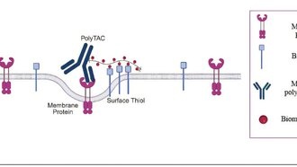 Учёные создали два метода борьбы с раком на уровне клеточных белков