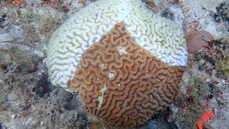 Микробы в морской воде помогут выявлять болезни кораллов