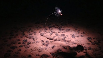 Учёные отправятся в глубоководную экспедицию, чтобы проверить гипотезу о «тёмном кислороде» на дне океана