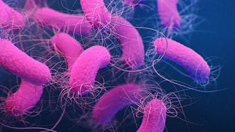 Учёные выяснили, как свет подавляет вирулентность устойчивой к антибиотикам бактерии