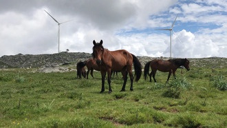 Дроны показали, как дикие лошади поддерживают границы между группами