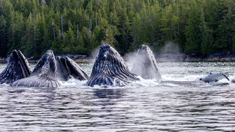 Культурный обмен у китов: иммигранты-горбачи распространяют технику охоты «пузырьковой сетью»