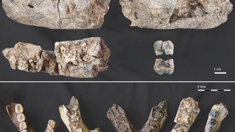 В Эфиопии нашли древнейшую окаменелость парантропа, расширяющую ареал предков человека