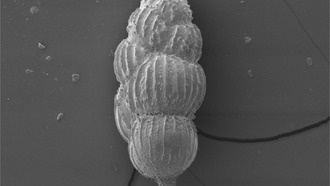 Атлантические течения работали даже в ледниковый период, выяснили учёные