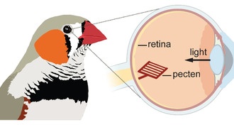 Сетчатка птиц работает без кислорода: разгадана многовековая биологическая загадка