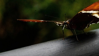 Жизнь в европейских городах постоянно переписывает ДНК насекомых