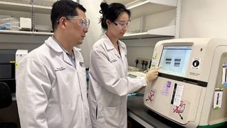 Белок DMTF1 может восстановить способность стареющих нейральных стволовых клеток к регенерации