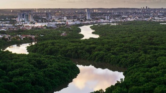 Расширение городов в Амазонии провоцирует вспышки жёлтой лихорадки