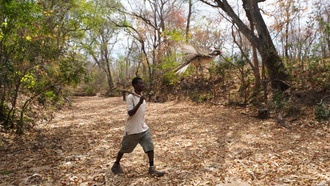 Люди используют местные диалекты для общения с медоуказчиками