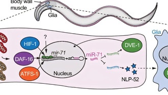 Молекула, снижающая стресс, может лечить старение и метаболические расстройства