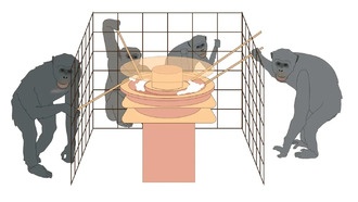 Шимпанзе эффективнее решают «дилемму ресурса» в больших и терпимых группах