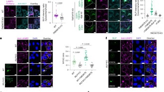 Учёные обнаружили кислотный нанослой на поверхности лизосом в живых клетках