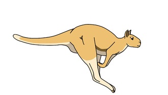 Гигантские кенгуру древности могли прыгать, когда это было необходимо, предполагает исследование задних конечностей