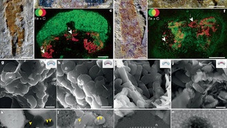 У древних рыб нашли четыре глаза