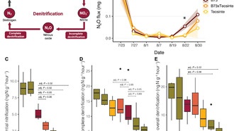 Возвращение диких генов кукурузы повышает эффективность использования азота