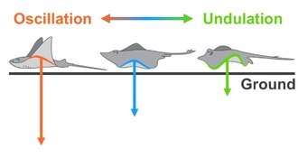 Скаты вдохновили учёных на создание более умных подводных роботов