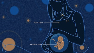 Клетки микрхимеризма: как частицы родственников внутри нас влияют на здоровье