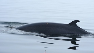 Киты меняют рацион из-за изменения климата и конкуренции