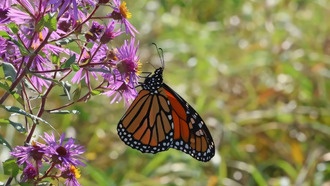 Изменение климата ухудшает качество нектара, угрожая миграции бабочек-монархов