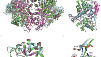 Учёные раскрыли, как ацетилирование регулирует ключевой фермент, связанный с ростом рака