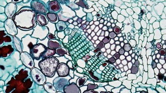 Модель стеклоподобной динамики предсказывает скорость обмена липидами через клеточные мембраны