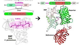 Новый биосенсор IronSenseR позволяет отслеживать железо (II) в живых клетках в реальном времени